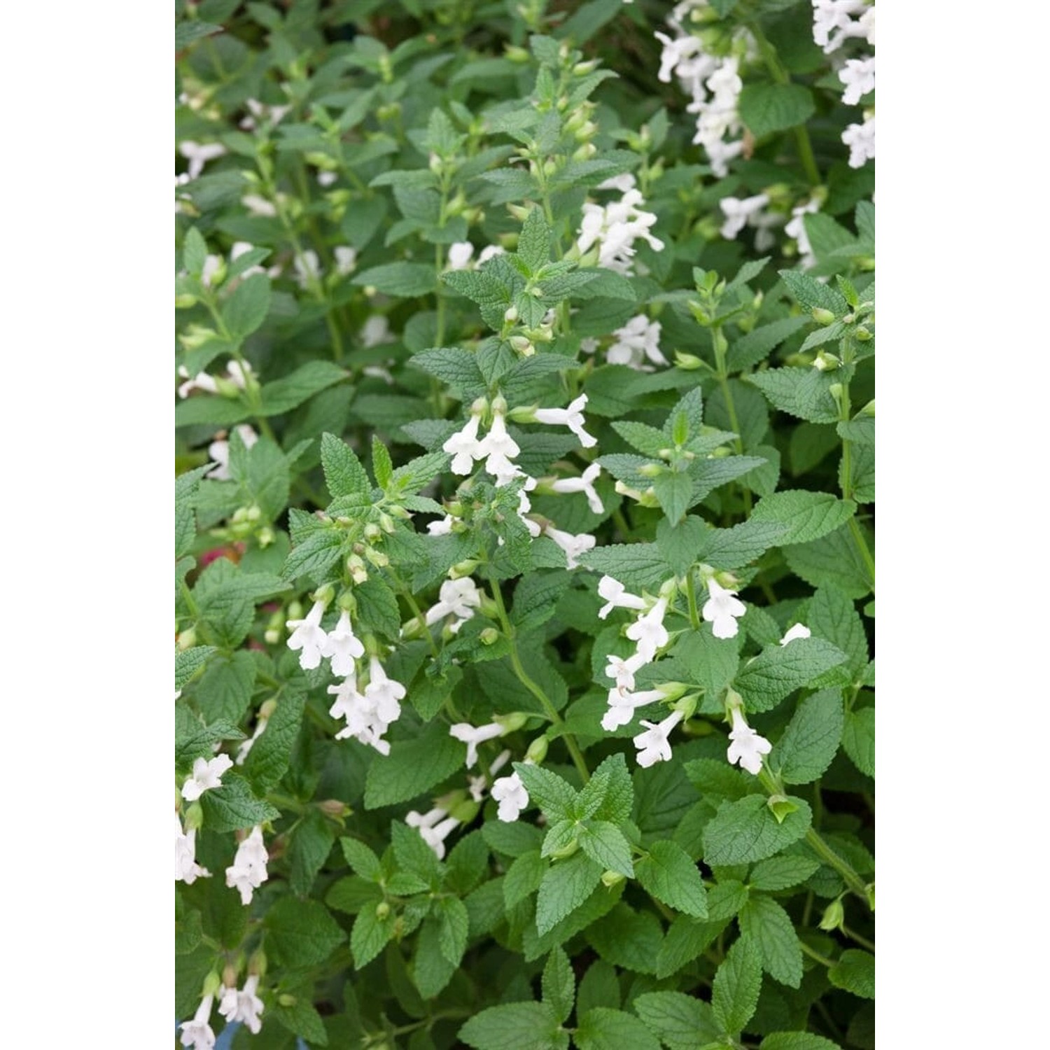 Melittis Melissophyllum Alba Immenblatt Ca. 9x9 cm Topf günstig online kaufen