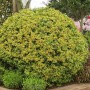 Goldgelbe, kugelförmige Japanische Stechpalme (Ilex Crenata Golden Gem) im Garten.