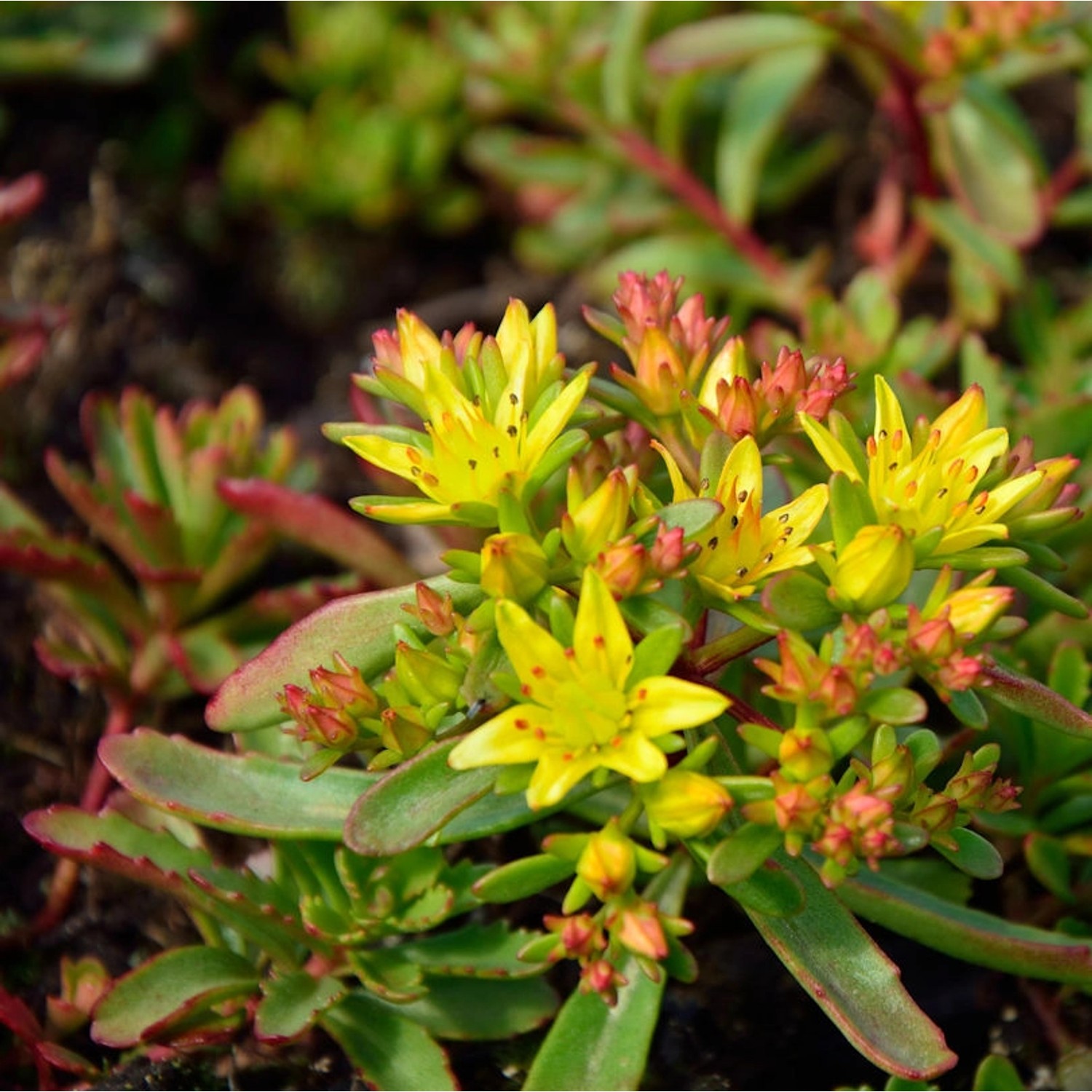 Kamtschatka-Fetthenne - Sedum kamtschaticum günstig online kaufen