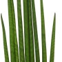 Bogenhanf Sanseveria Cylindrica im Topf, eine grüne Sukkulente von GROW by OBI.