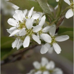 Nahaufnahme der weißen Blüten der Echten Felsenbirne (Amelanchier rotundifolia).