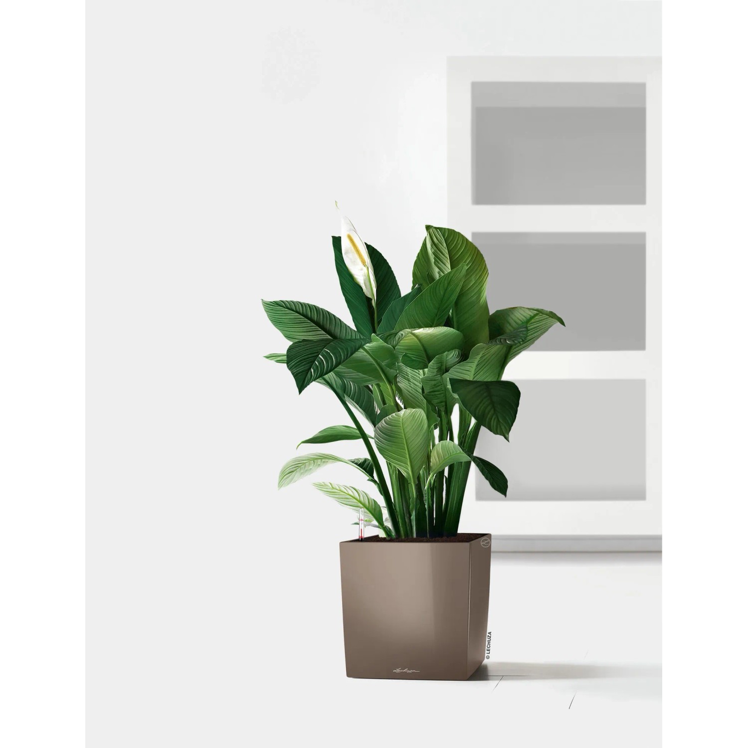 Hochglanz taupefarbener Lechuza Cube Premium Pflanzkübel 50x50 cm mit Pflanze.