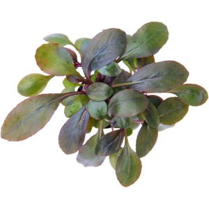 Dennerle Plants Aquariumpflanze Lobelia Cardinalis mit grünen und rötlichen Blättern.