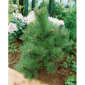 Kompakte Schwarzkiefer 'Kleiner Turm', 30-40 cm, mit dunkelgrünen Nadeln im Garten.