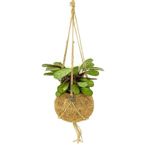 Grüne Jungle Pflanze in Kokodama-Ampel, Topf ca. 14cm. Dekorative Zimmerpflanze mit Kokosfaser-Kugel.