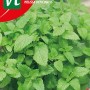 Zitronenmelisse Saatgut ca. 0,75 g Frischer Zitronenduft
