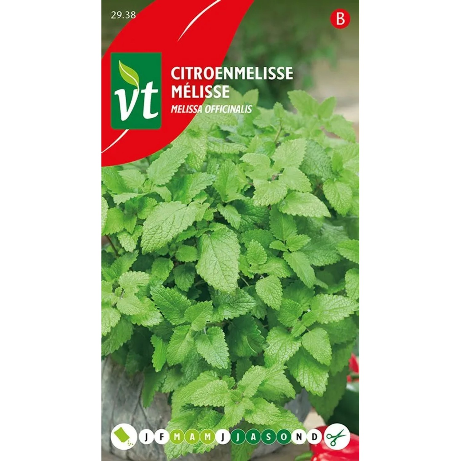 Zitronenmelisse Saatgut ca. 0,75 g Frischer Zitronenduft