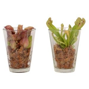 Schlauchpflanze Mix im Glas, Topf-Ø 13cm, fleischfressende Pflanze.
