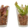 Schlauchpflanze Mix im Glas, Topf-Ø 13cm, fleischfressende Pflanze.