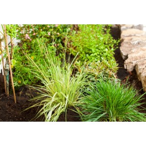 Moorgras 'Variegata' mit gestreiften Blättern im Gartenbeet. Ziergras für sonnige Standorte.
