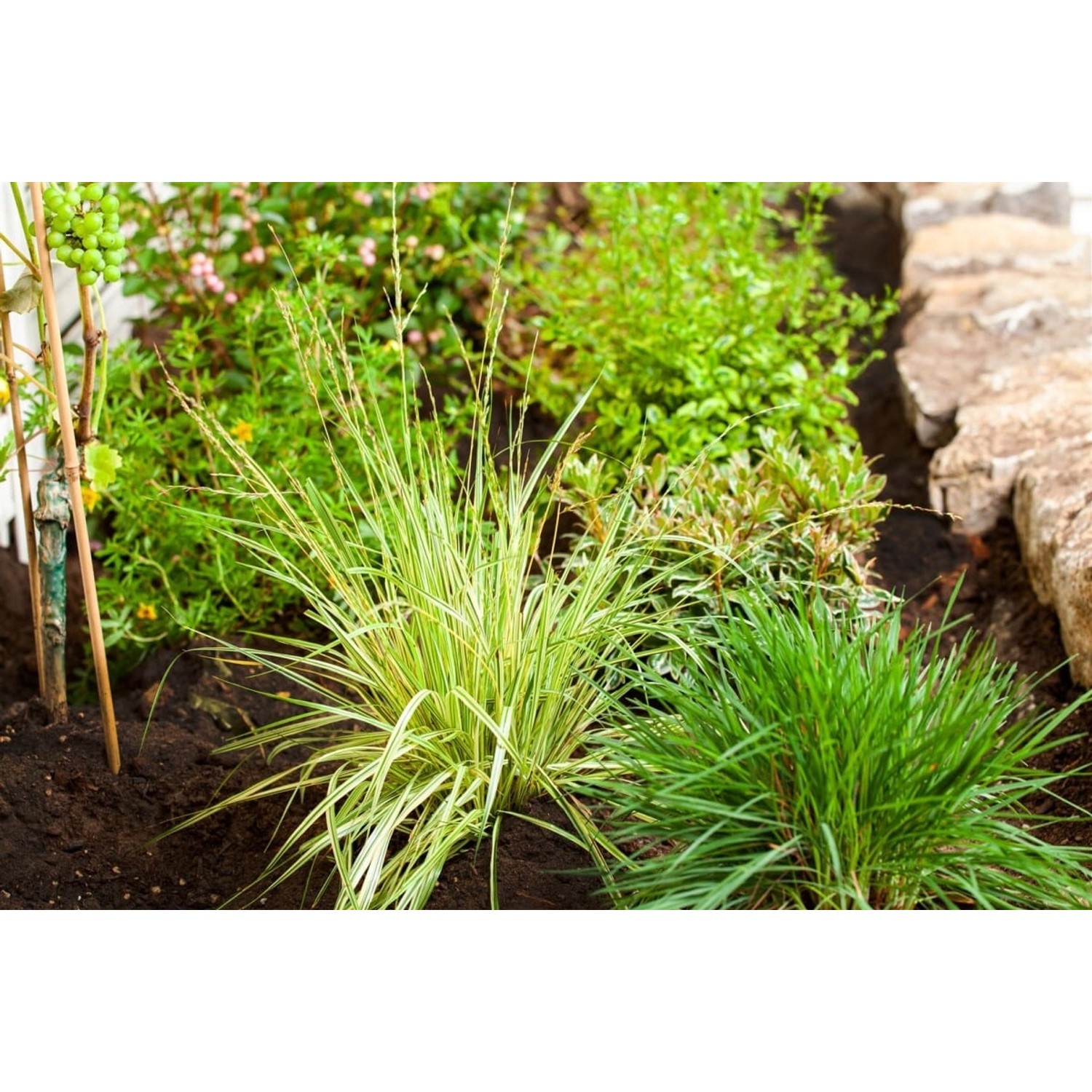 Molinia Caerulea Variegata Moorgras Gestreift Ca. 9x9 cm Topf günstig online kaufen