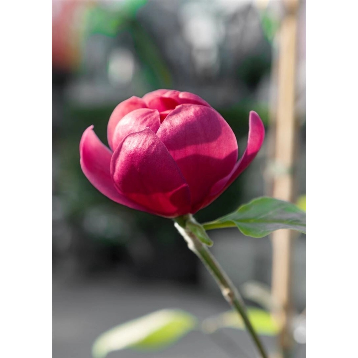 Magnolia Ian's Red Magnolie 60-80 cm günstig online kaufen