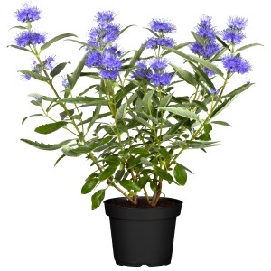 Blühende Bartblume (Caryopteris clandonensis) im Topf, mit blau-violetten Blüten und grünen Blättern.