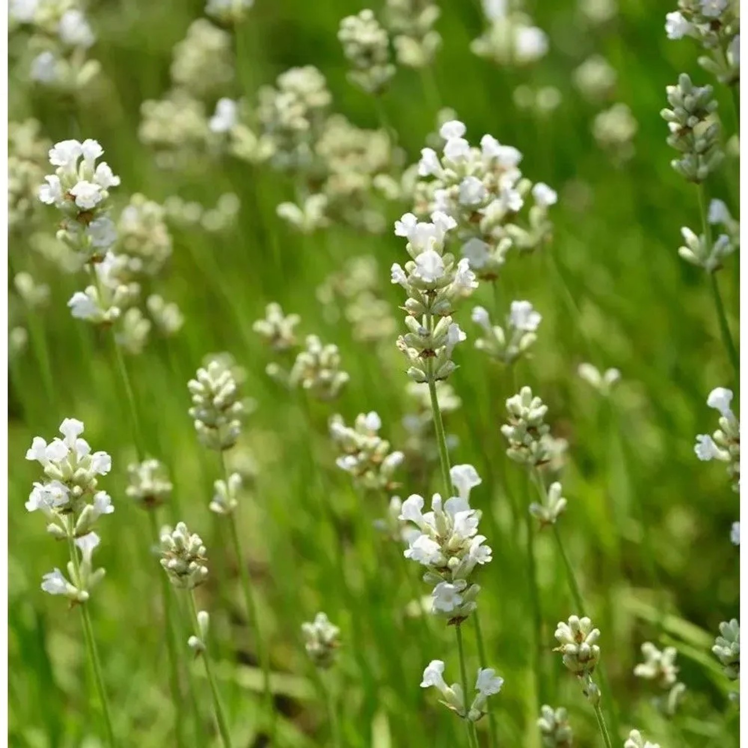 Echter Lavendel Nana Alba - Lavandula angustifolia
