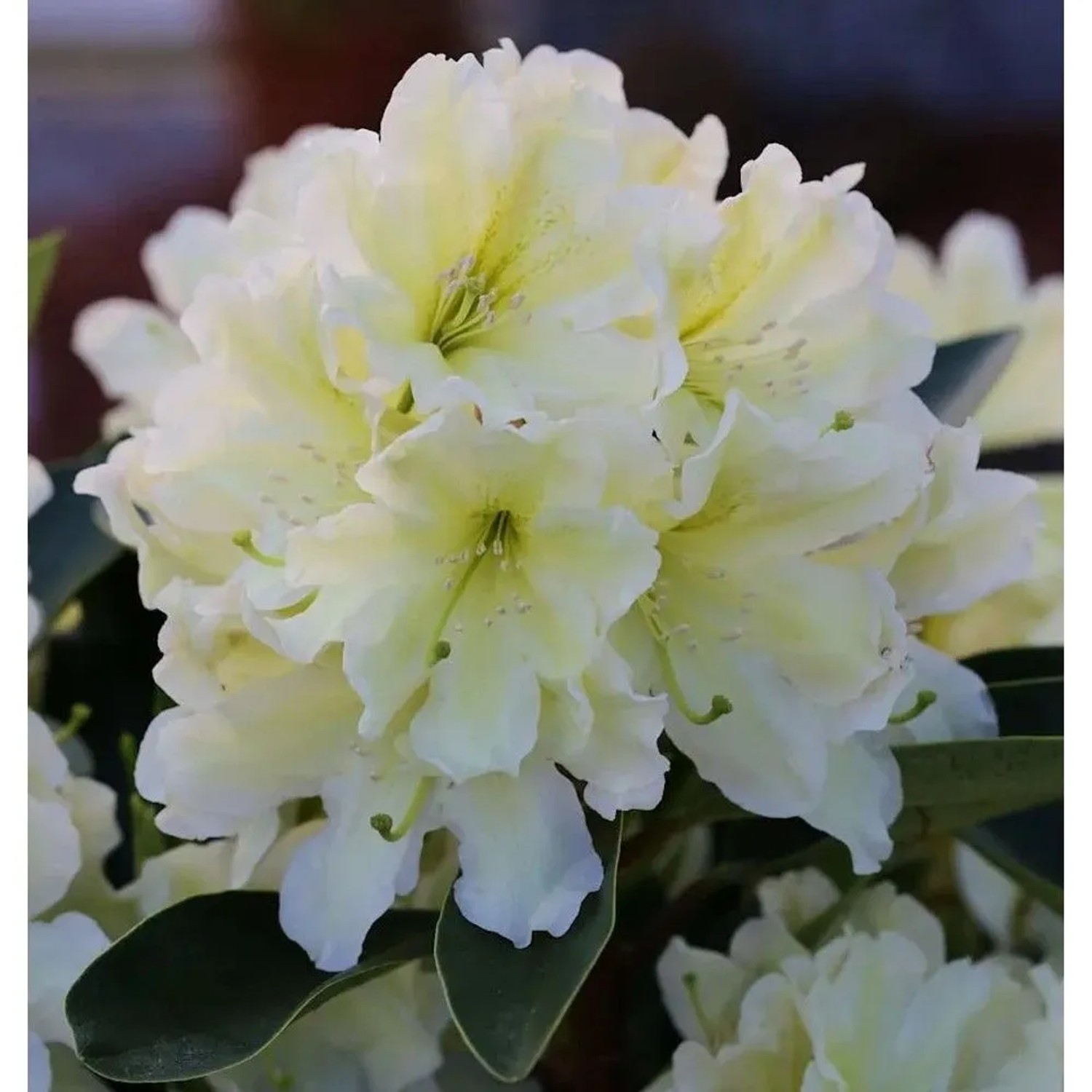 Großblumige Rhododendron Dufthecke Gelb 30-40cm - Alpenrose