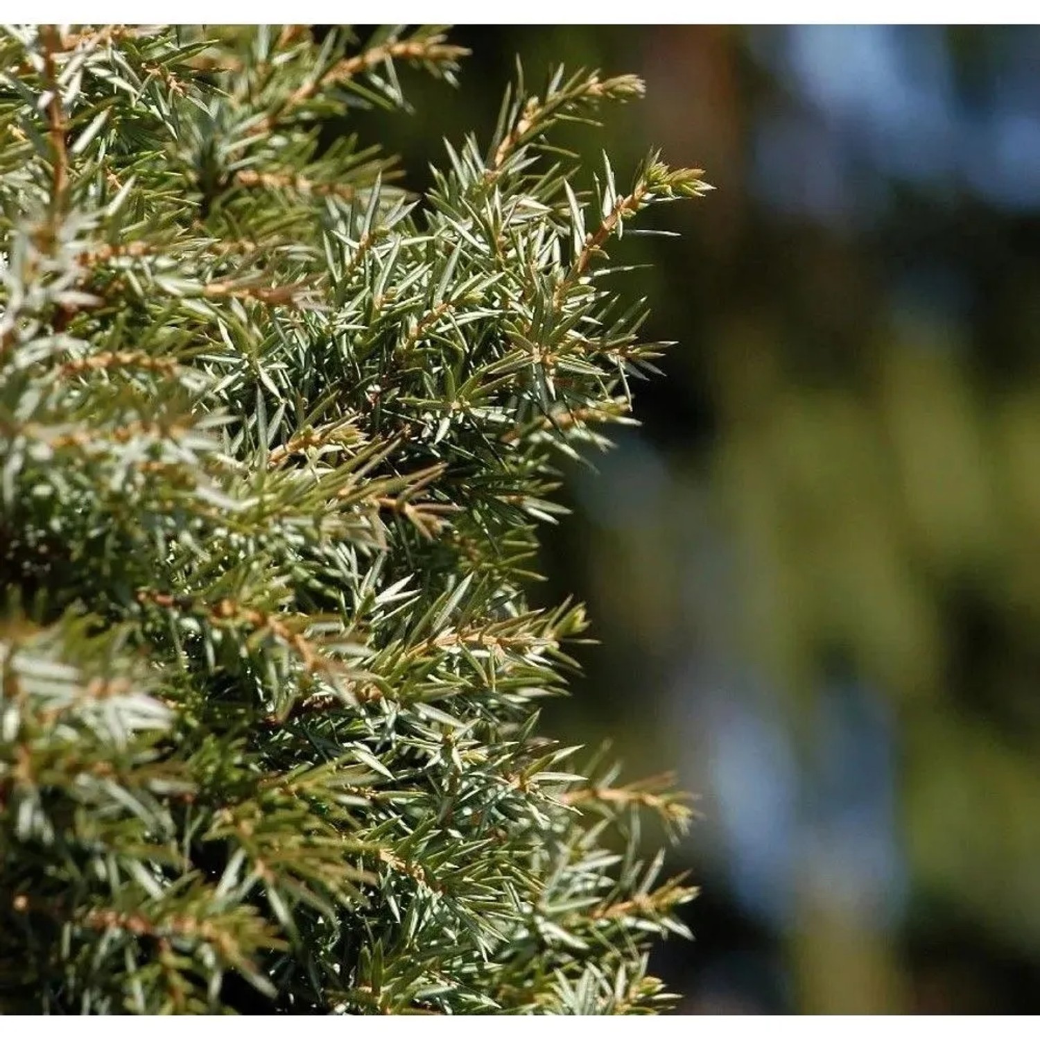 Schwedischer Säulen Säulenwacholder 60-80cm - Juniperus communis