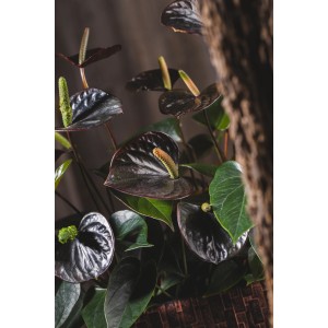 Flamingoblume Black im Topf, Anthurium mit dunklen Hochblättern und grünen Blättern.