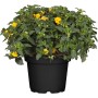 Wandelröschen Triocolor im Topf, gelbe Blüten, grüne Blätter. Blühende Kübelpflanze von GROW by OBI.