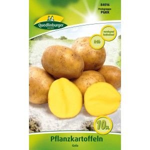 Quedlinburger Pflanzkartoffeln Gala, gelbschalig, gelbfleischig, vorwiegend festkochend.