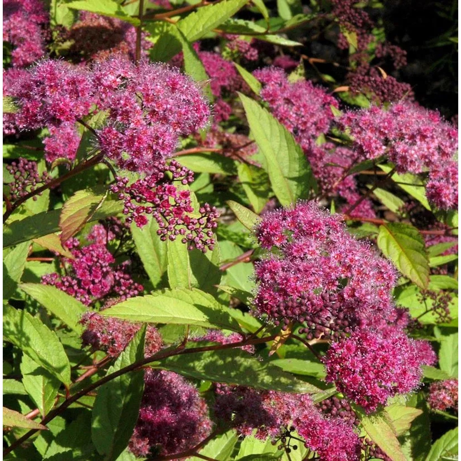 Sommerspierstrauch Double Play Red 30-40cm - Spiraea japonica