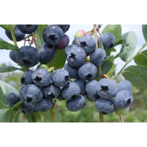 Nahaufnahme der reifen, blauen Heidelbeeren 'Toro' am Strauch. Ideal für Garten und Naschbeete.