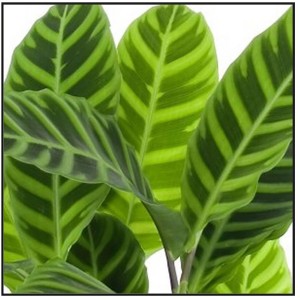 Detailaufnahme der Korbmarante Zebrina mit markanten, grün-silber gestreiften Blättern.