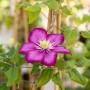 Nahaufnahme einer karminroten Clematis Ville de Lyon Waldrebe mit grünen Blättern.