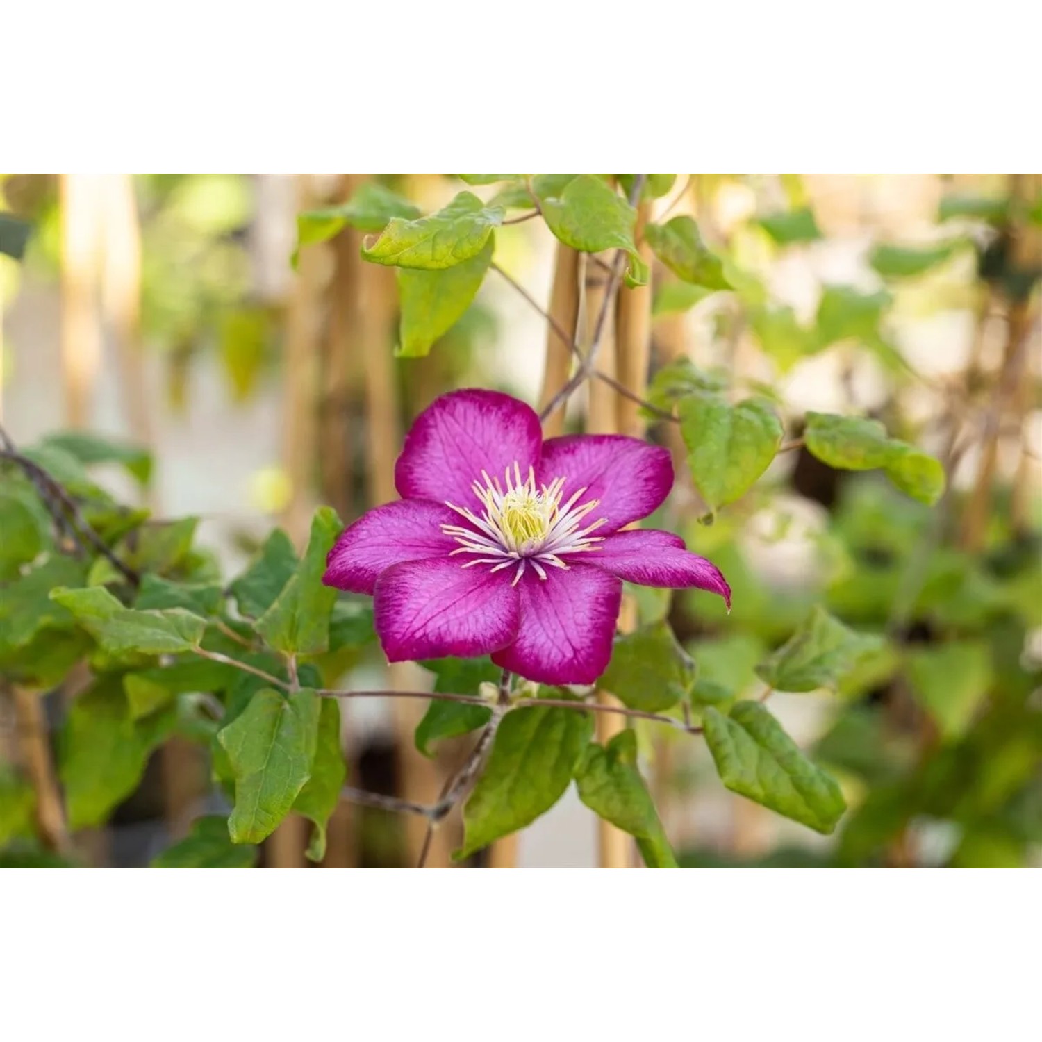 Nahaufnahme einer karminroten Clematis Ville de Lyon Waldrebe mit grünen Blättern.