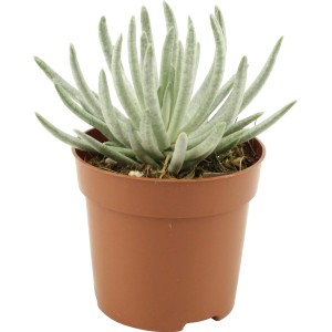 Silber Kreuzkraut (Senecio scaposus) im braunen Topf, ca. 10-15 cm hoch. Dekorative Sukkulente.