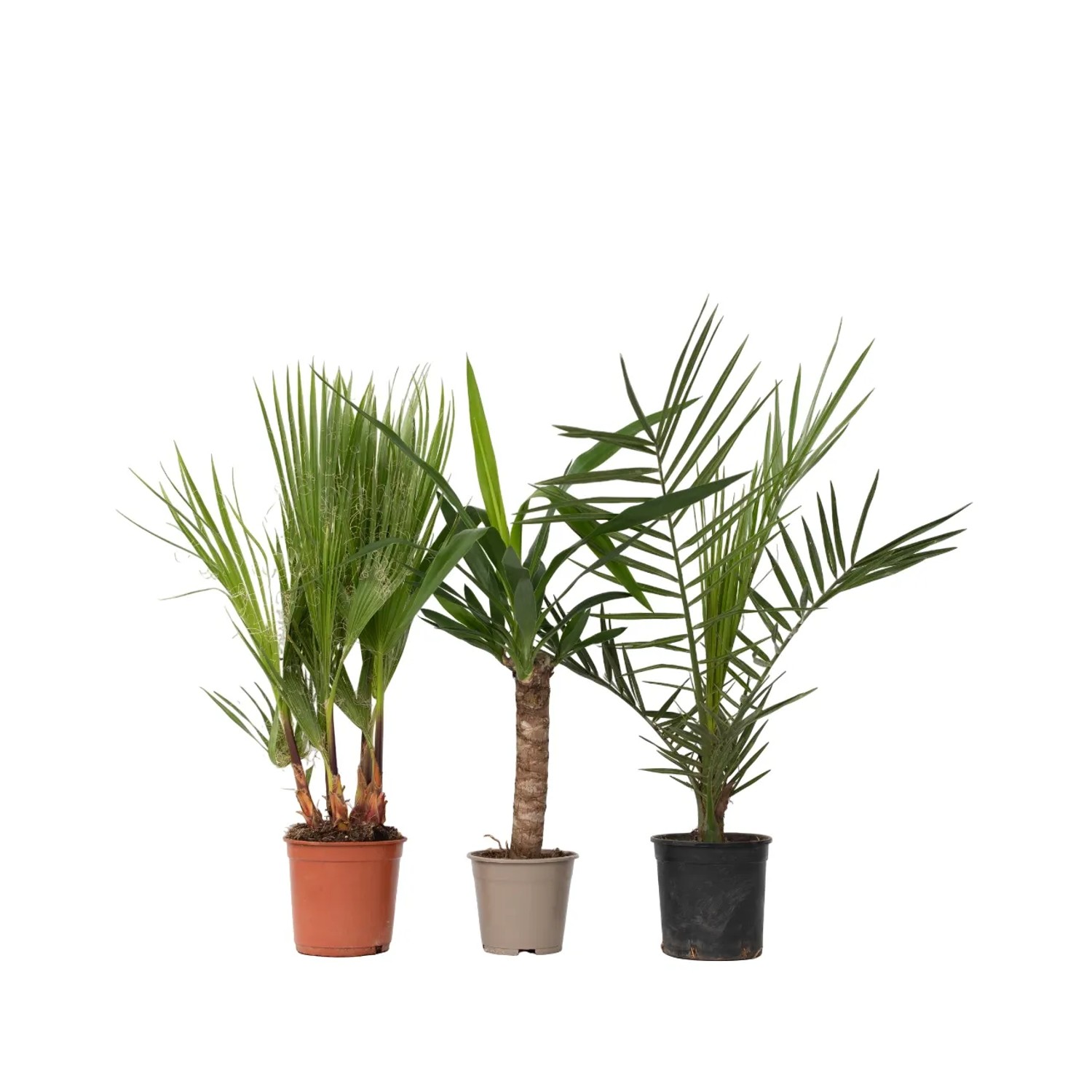 Plant In A Box Zimmerpalmen-Mixen X3 Indoor Palmmix Höhe 50cm Ø14 Grün