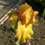 Gelbe Schwertlilie 'Feu du Ciel' (Iris barbata) mit roten Akzenten und Wassertropfen.