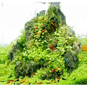 Aquariumpflanze Hydrocotyle Tripartita In-Vitro auf Stein, mit bunten Zwerggarnelen.