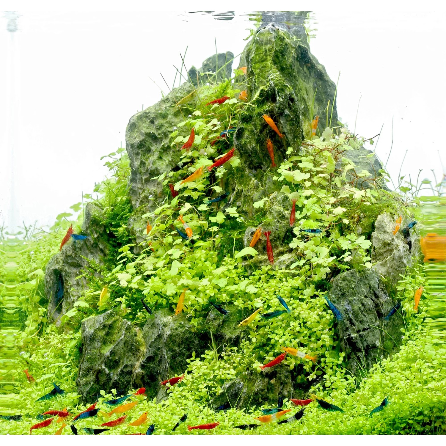 Dennerle Plants Aquariumpflanze Hydrocotyle Tripartita In-Vitro