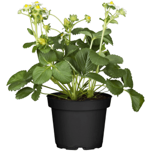 Erdbeerpflanze Fridulin im Topf mit grünen Blättern und weißen Blüten.