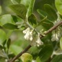 Nahaufnahme der blühenden Ölweide (Elaeagnus multiflora) mit grünen Blättern und weißen Blüten.