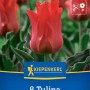 Kiepenkerl Greigii-Tulpe Rotkäppchen, rote Blüte, 8 Stück. Blumenzwiebeln für Beet und Kübel.