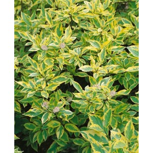 Cornus Alba Spaethii: Gelb-grüner Hartriegel Strauch mit Blättern und Blüten.