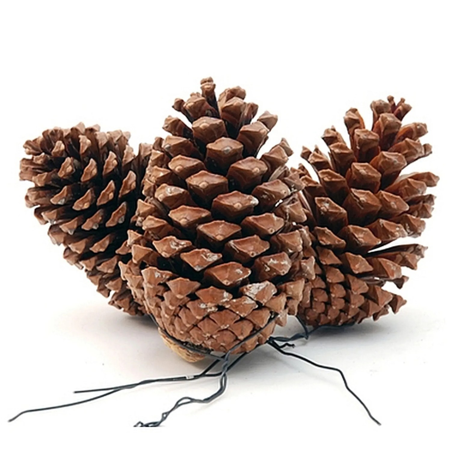 Bastel Tannenzapfen mit Draht 10-14 cm Natur kaufen bei OBI