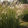 Kompaktes Chinaschilf Miscanthus Adagio mit silbernen Blütenständen im Garten.