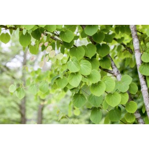 Grüne Blätter des Cercidiphyllum Japonicum (Katsurabaum), einem sommergrünen Laubbaum.