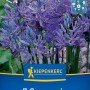 Kiepenkerl Blumenzwiebel Prärielilie 7 Stück_2