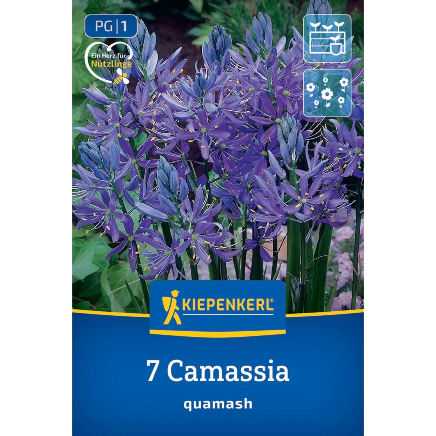 Kiepenkerl Blumenzwiebel Prärielilie 7 Stück_2