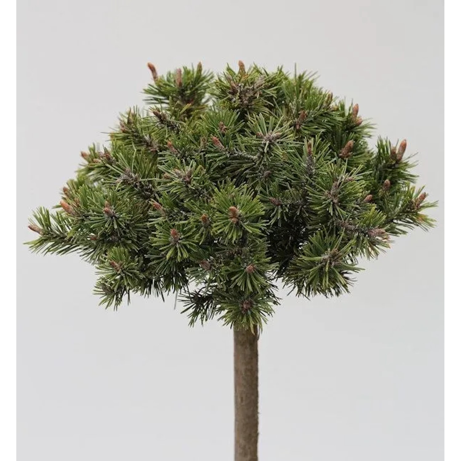 Hochstamm Zwerg Bergkiefer Benjamin 60-80cm - Pinus mugo