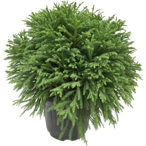 Kompakte, grüne OBI Sicheltanne Globosa Nana im Topf, ca. 40 cm hoch.