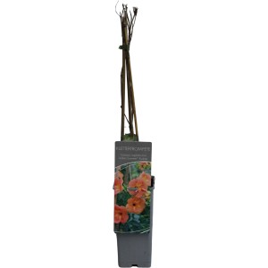 GROW by OBI Klettertrompete Indian Summer Orange im 2 l Topf, ca. 60-100 cm hoch.