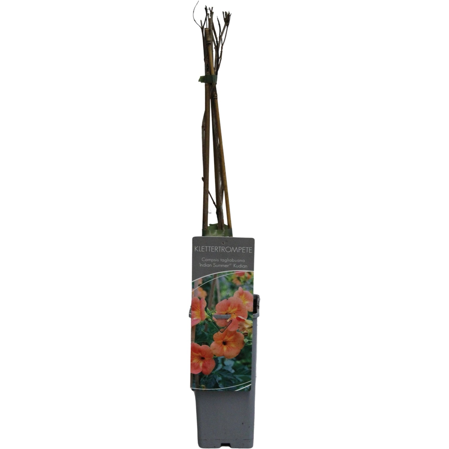 GROW by OBI Klettertrompete Indian Summer Orange H ca. 60-100 cm Topf ca. 2 günstig online kaufen