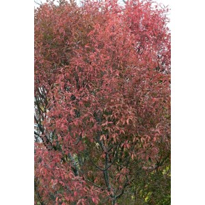 Euonymus Europaeus Pfaffenhütchen mit rotem Herbstlaub, 40–60 cm hoch.