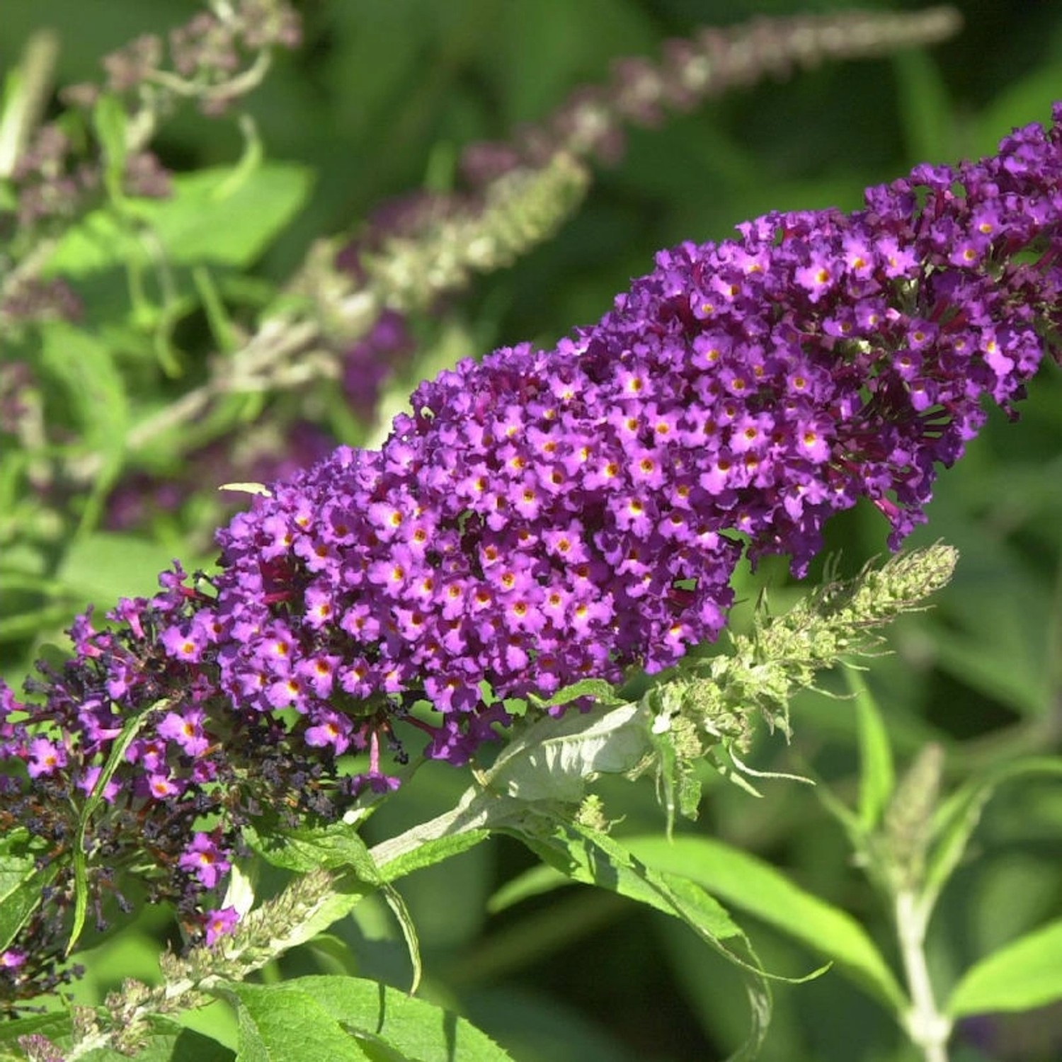 Schmetterlingsflieder Summer Bird Raspberry 30-40cm - Buddleja günstig online kaufen