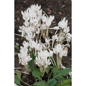 Herbstzeitlose 'Album' im Topf: Kompakte Staude mit weißen Blüten im Herbst. Ideal für Beet und Garten.