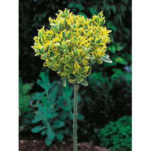 Japanischer Spindelstrauch Elegantissimus Aureus, ca. 90cm hoch, goldgelb gerandete Blätter.